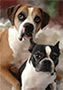 Cody&Roxieportrait_1200