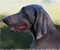 Weimaraner