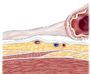 Mesocolon & Toldt's fascia