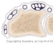 Wrist tendon compartments