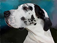 great dane